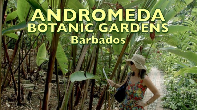 Barbados, Andromeda Botanic Gardens.